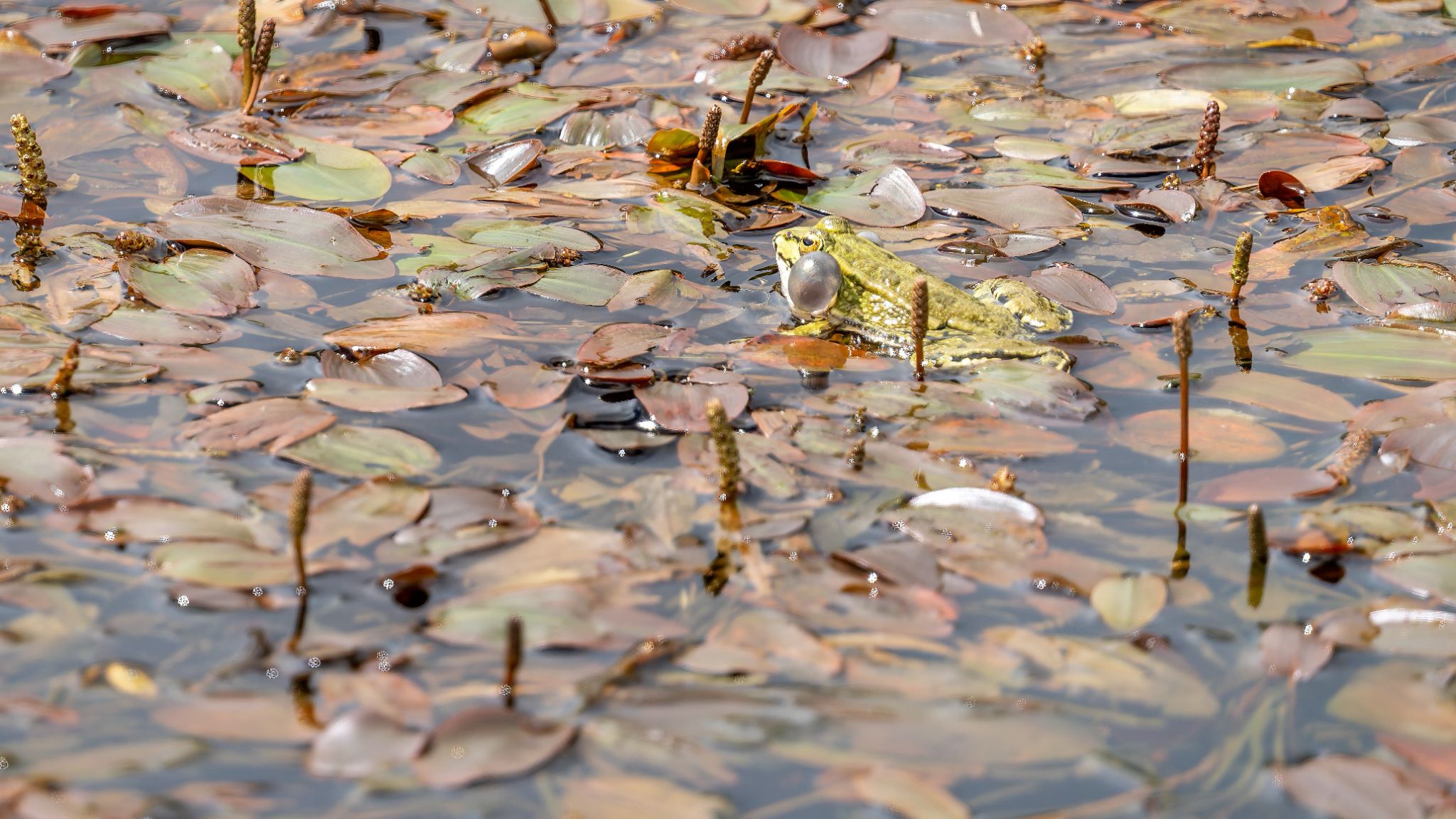 Posto Florestal do Fanal - ein kleiner Teich enthielt hunderte, vielleicht sogar mehrere tausend Wasserfrösche, die ein ohrenbetäubendes Konzert anstimmten.